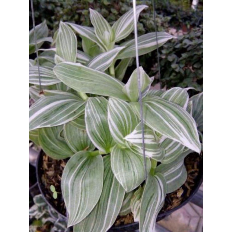 TRADESCANTIA FLUMINENSI - TANAMAN HIAS GANTUNG TRADESCANTIA FLUMINENSI