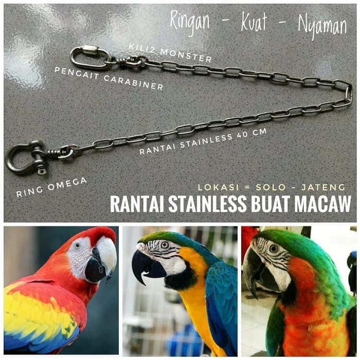 Rantai Buat Burung Parrot Paruh Bengkok Macaw Dan Kakak Tua Raja