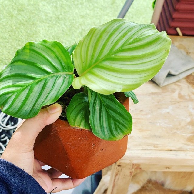 Produk kombucha_bogor Shopee Indonesia