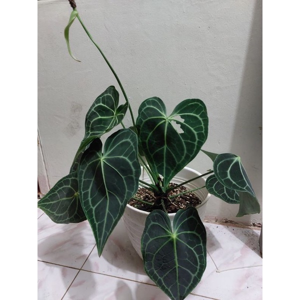 tanaman hias anthurium tarantula king