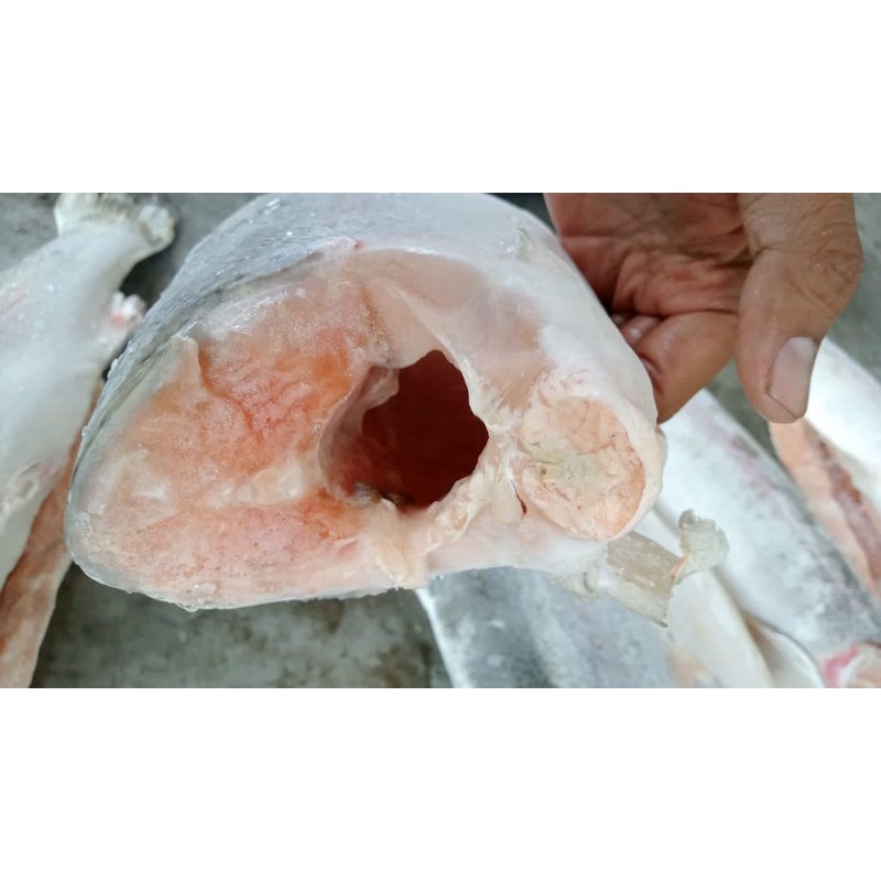 

salmonchile