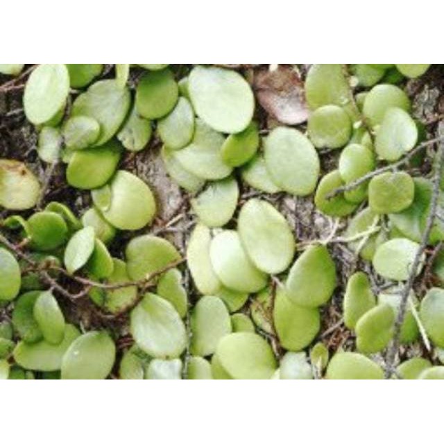 

Daun sisik naga 300 gr fresh ⠀⠀⠀⠀⠀⠀⠀⠀