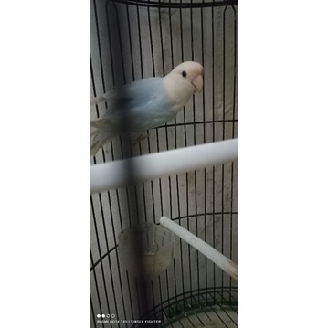 Burung lovebird non klep impor warna cantik