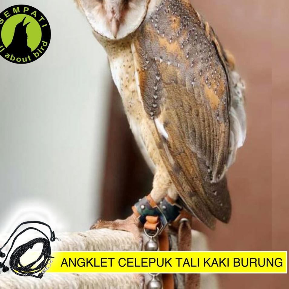 Dikirim Dari Jakarta Anklet Celepuk Size Large Angklet Celepuk Tali Burung Hantu Elang Bido Bondol Shopee Indonesia