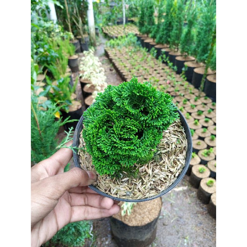 seka hinoki hijau/ cemara hinoki mini / bonsai cemara mini