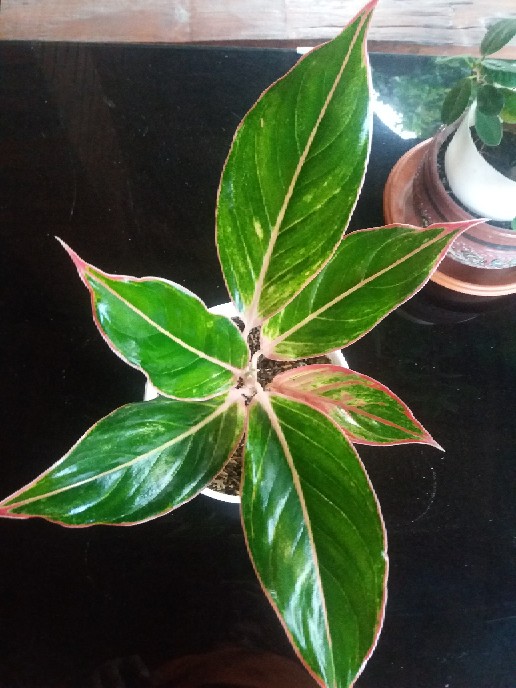 Tanaman Aglaonema Lipstik Pink/ Lipstik Kelasik