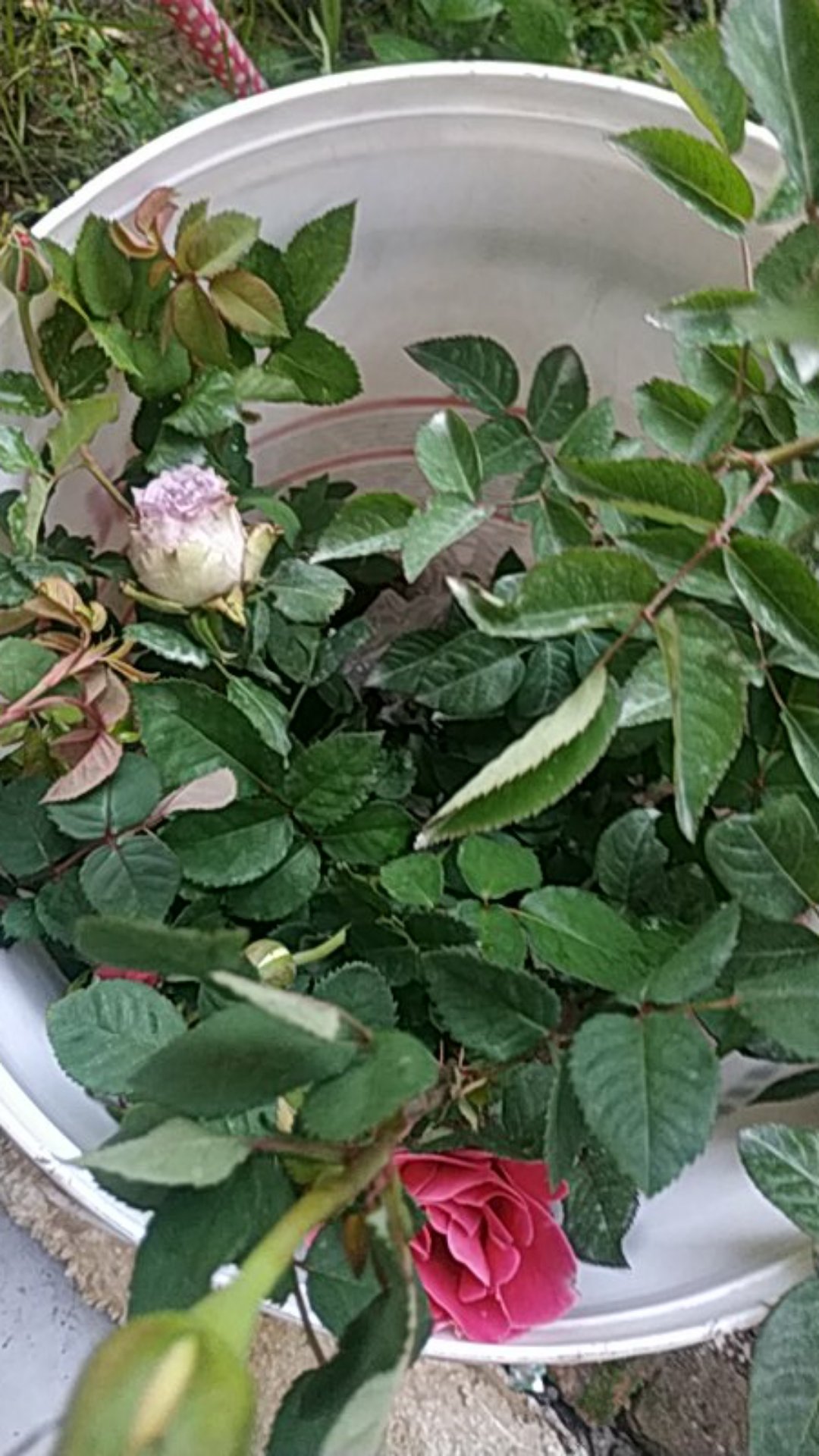 Size M. L. Xl. 2l.3l.4l .. Bswart Batik Hrb026 Kenongo Hem Pendek Padi Pekalongan M L Xl Batik