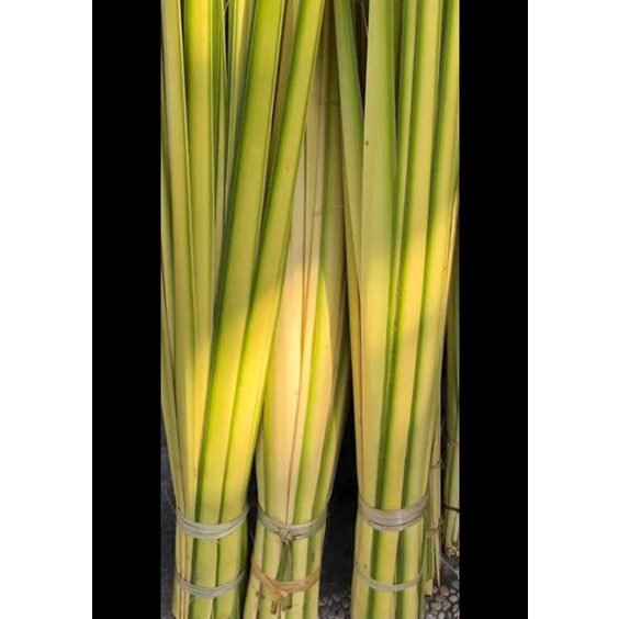 

Daun kelapa muda/Janu kelapa/Busung Bali