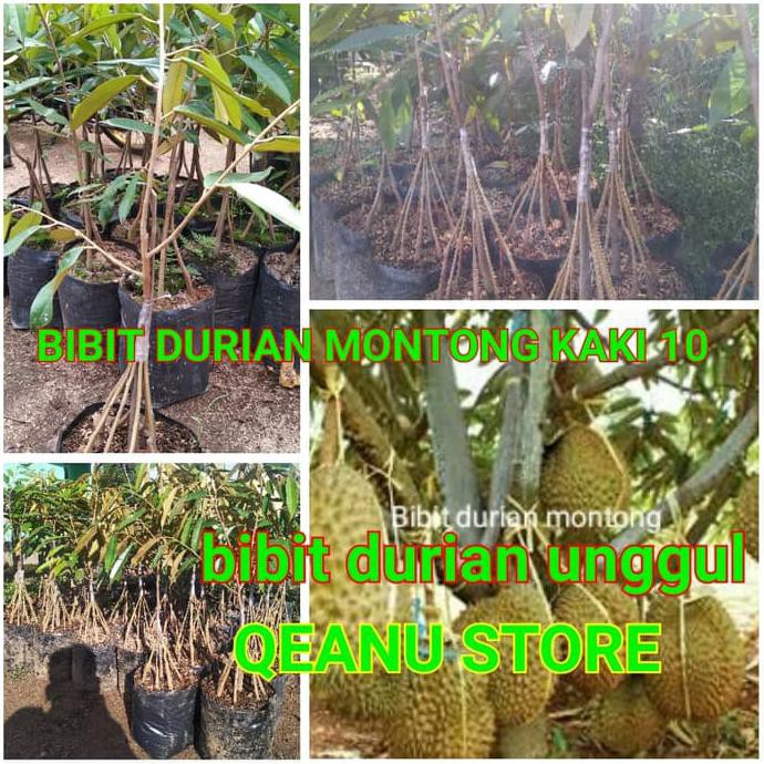 BIBIT TANAMAN DURIAN MONTONG KAKI 10 TERBAIK