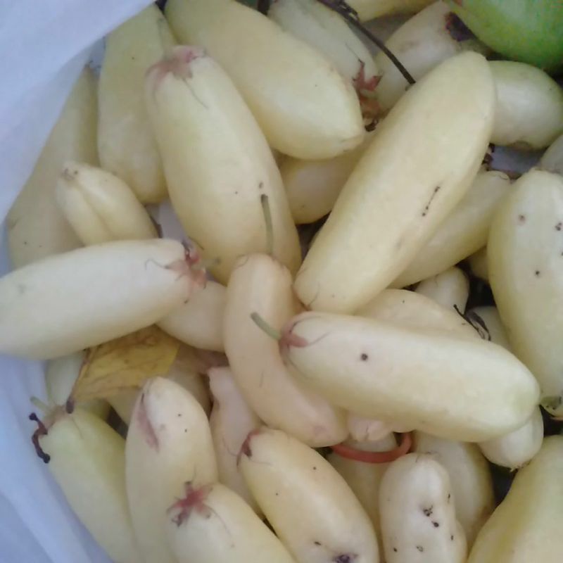 

Bahan Belimbing Wuluh segar