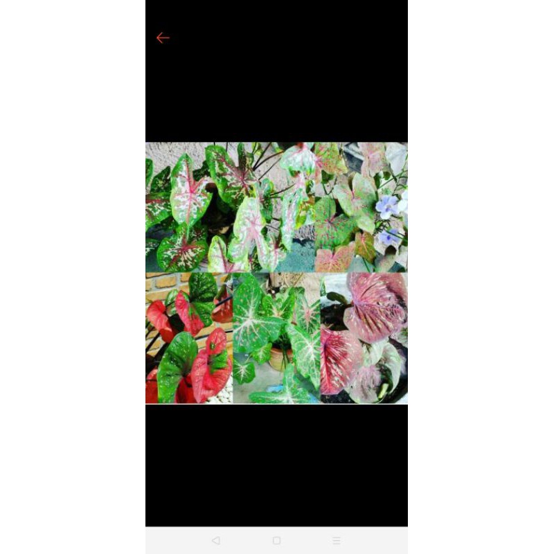 4 pcs paket bunga keladi, pink, putih merah
