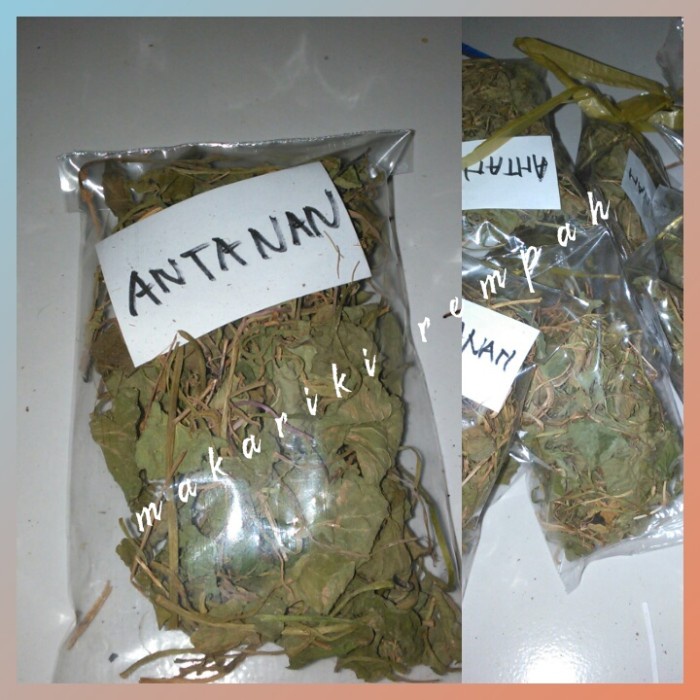 

New antanan kering/daun antanan kering