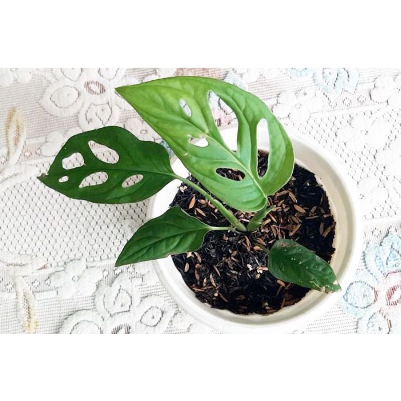 Tanaman hias janda bolong/tanaman hias monstera janda bolong/tanaman hias hidup asli/tanaman hias mu