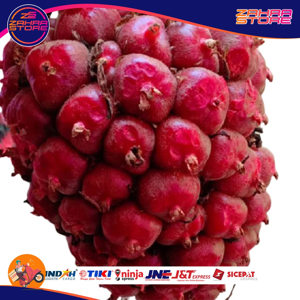 

honje /buah kecombranng terbaru