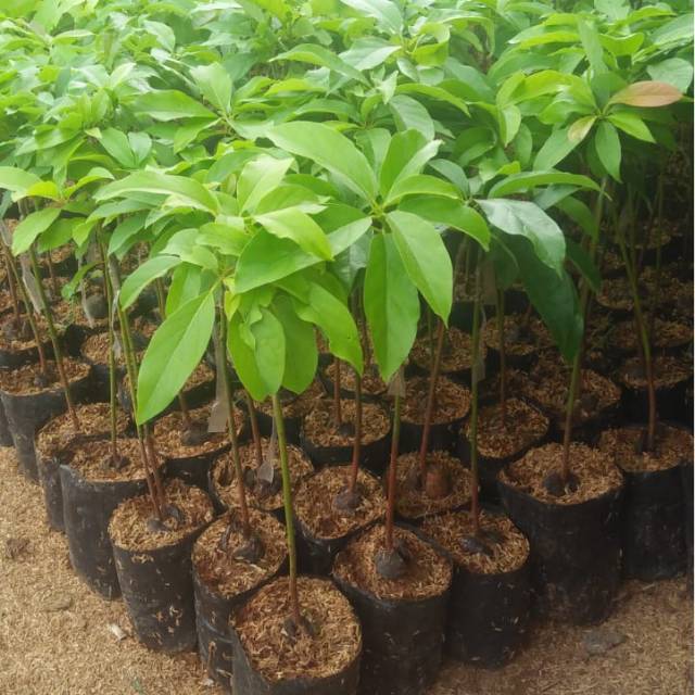 bibit alpukat mentega,miki,aligator