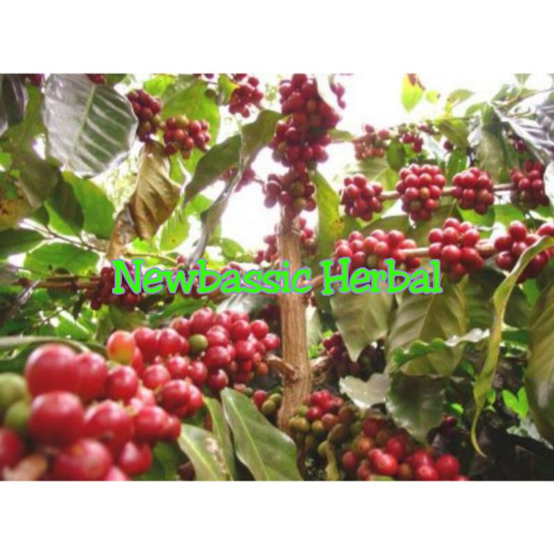 

buah kopi arabika paket 1kg