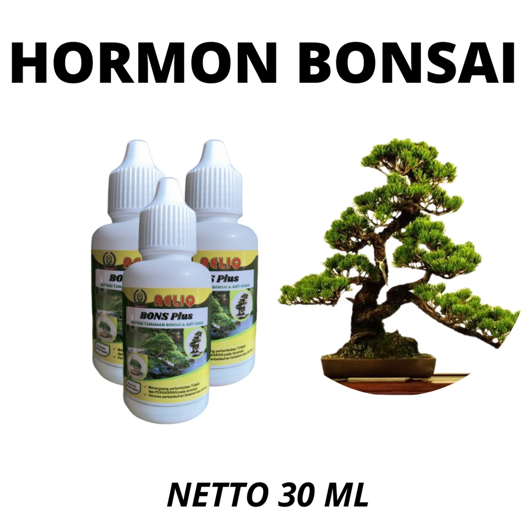nutrisi terbaik untuk tanaman bonsai beringi, hormon untuk tanaman hias terbagus