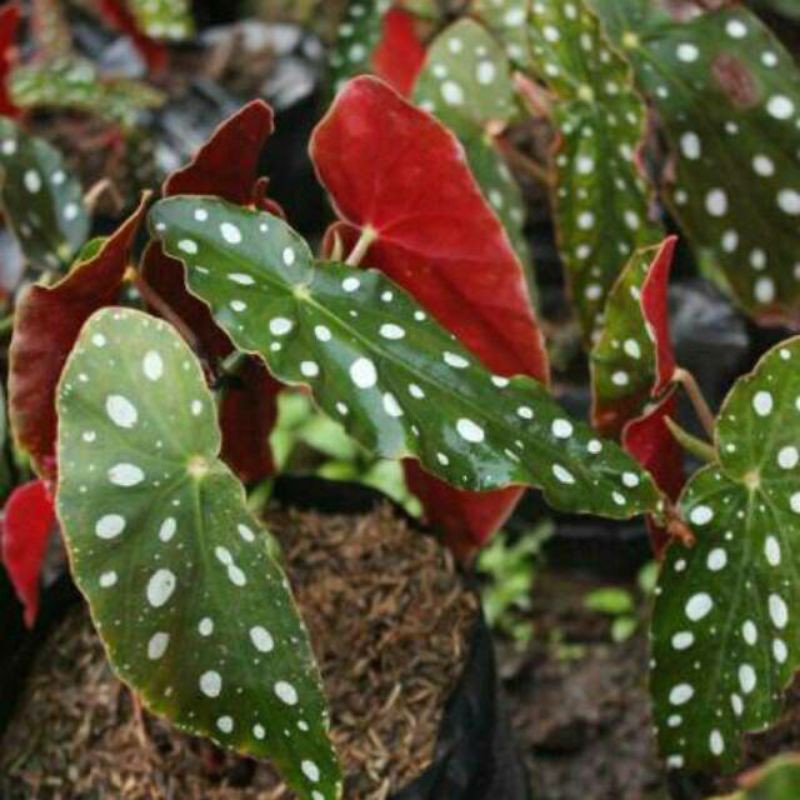 Begonia Polkadot angel wing