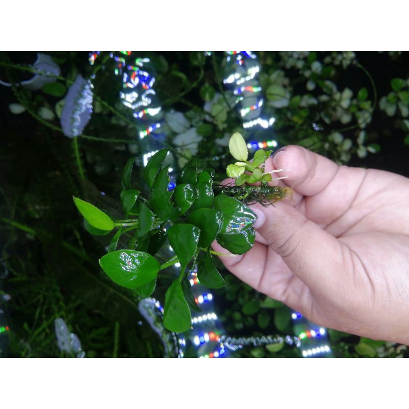 Anubias panda clump orderan khusus