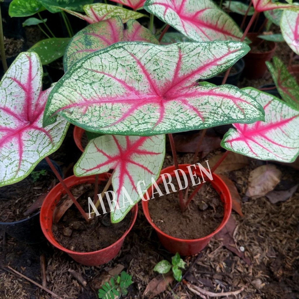 Keladi Caladium Red Bone / White Queen Florida Series