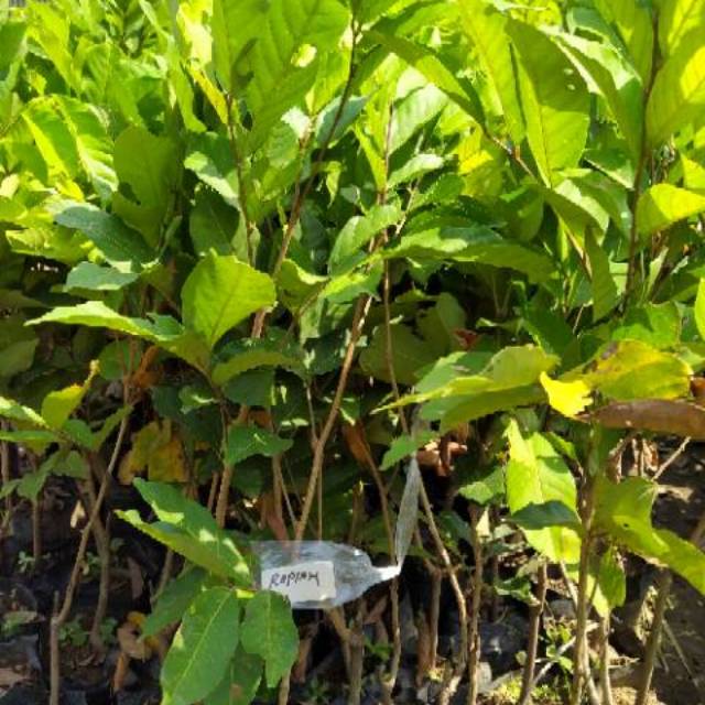 Bibit pohon buah rambutan rapiah/ropiah