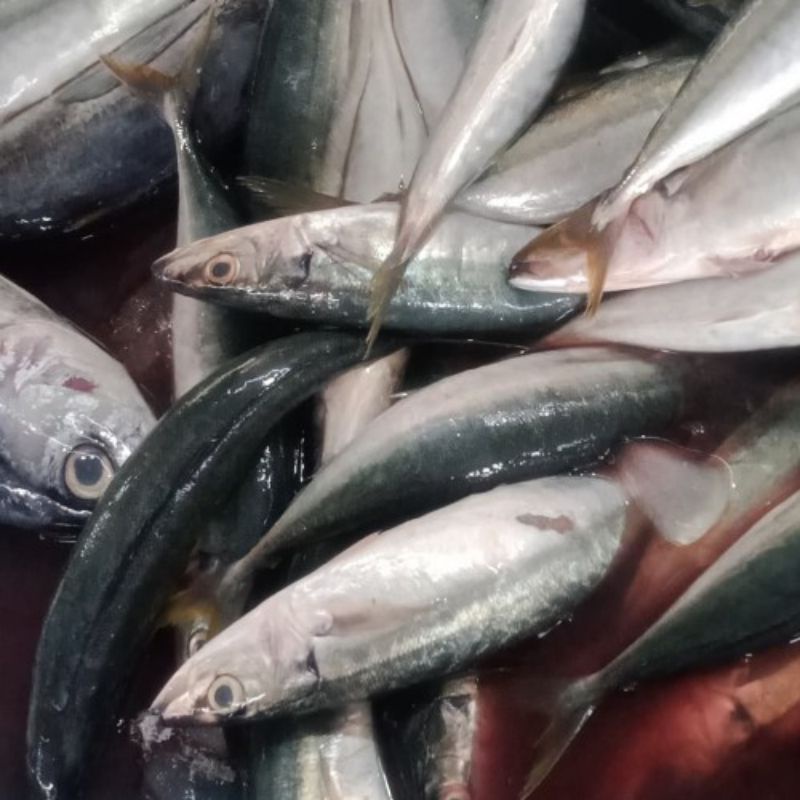 

Ikan Dencis Segar