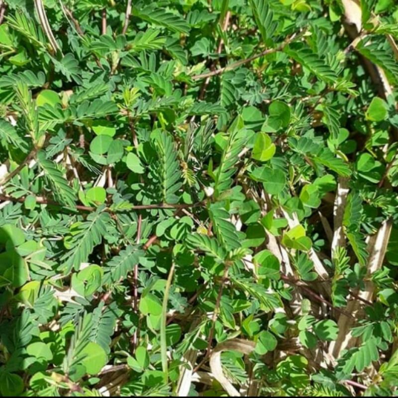 

Daun Putri Malu 500gr