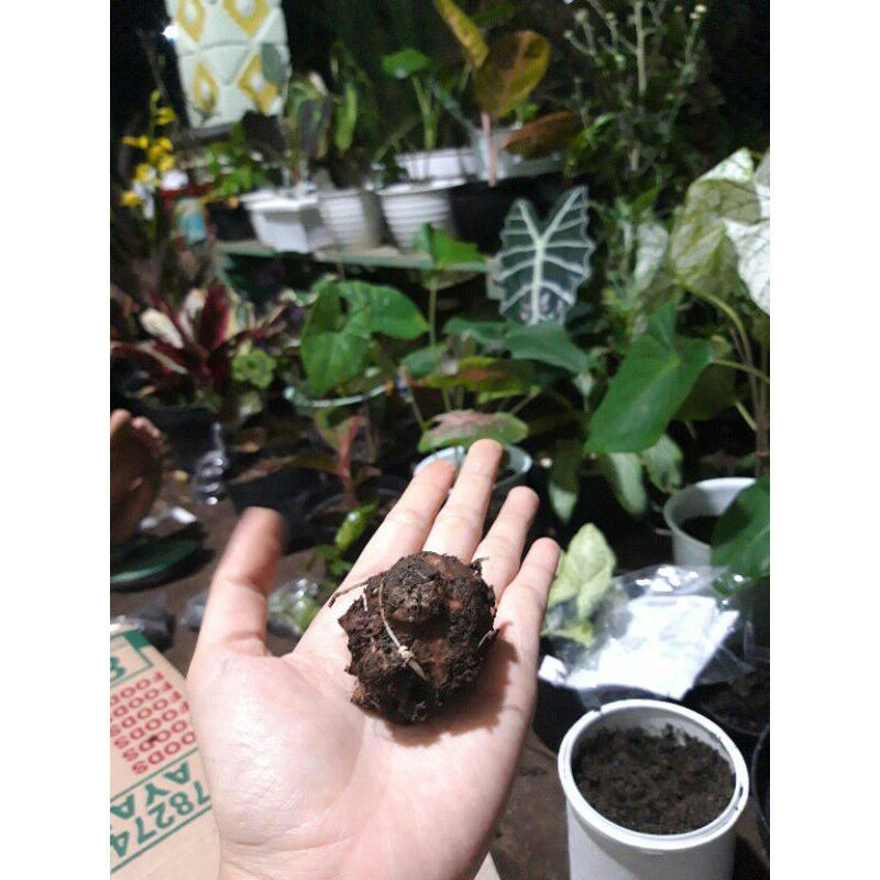 NewSalePaket 6 Umbi Caladium Free 1 umbi Cat Tumpah