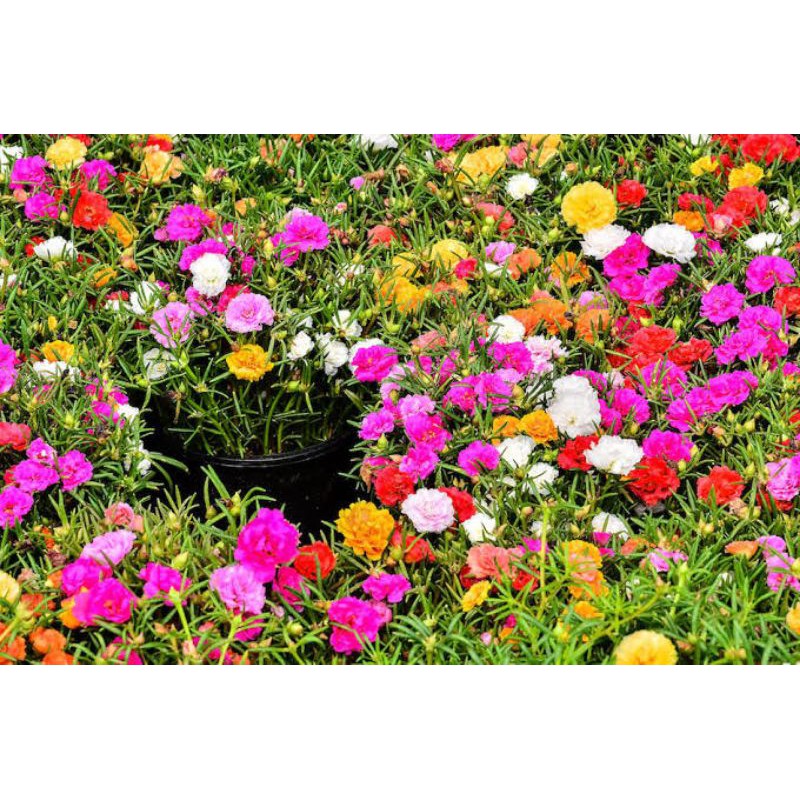 

portulaca double mix