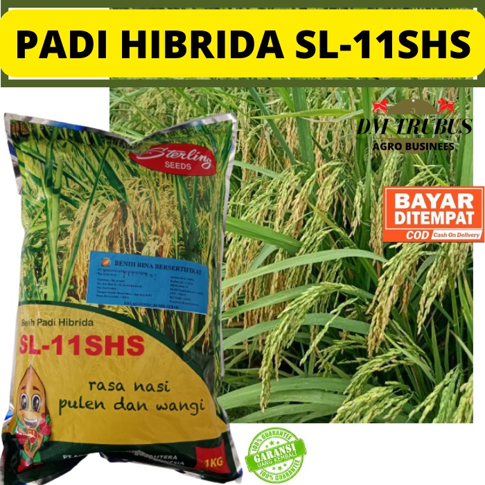 BENIH PADI HIBRIDA SL-11SHS