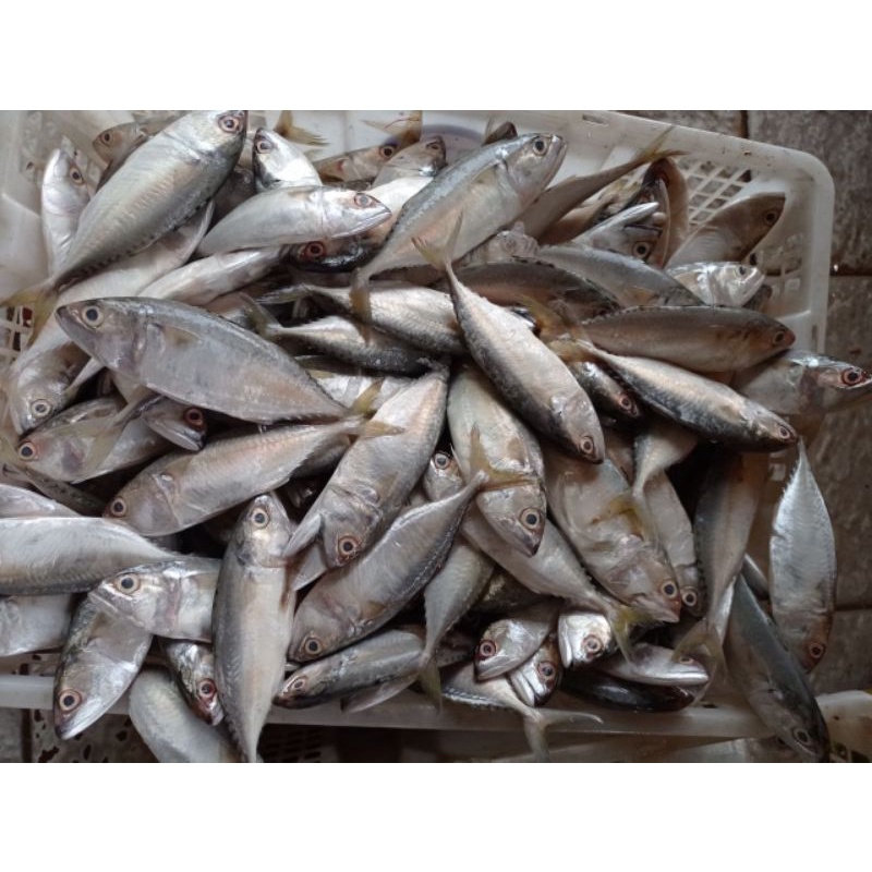 

SEAFOOD TERMURAH - IKAN KEMBUNG 1KG FRESH & SEGAR