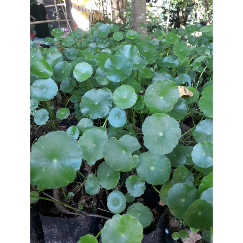 Tanaman herbal pegagan-Tanaman air penggagan-daun pegagan