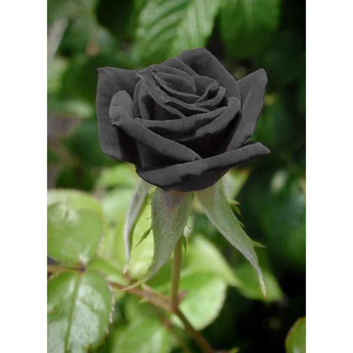Ashiap Bienih Bibit Biji Seed Bunga Mawar Hitam Black Rose Import Berkualitas