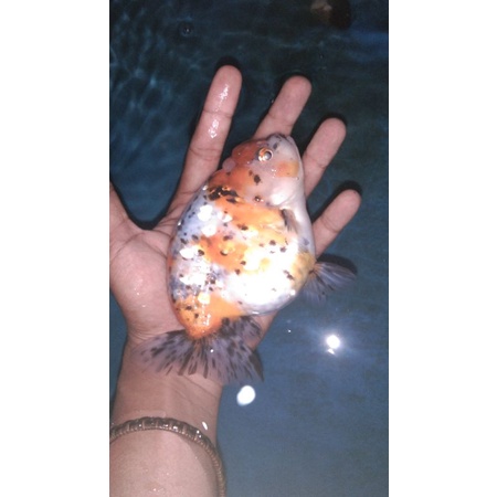 ikan mas koki ranchu