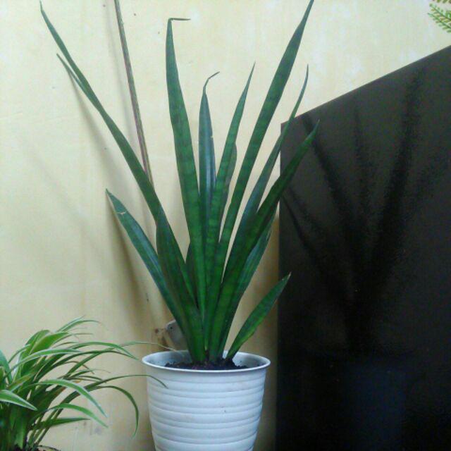 Sanseviera Lidah Mertua
