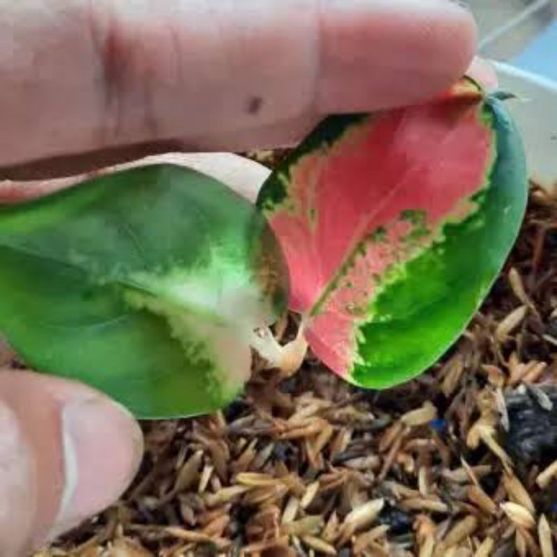 BABY AGLONEMA SUKSOM JAIPONG LOCAL // SUKSOM