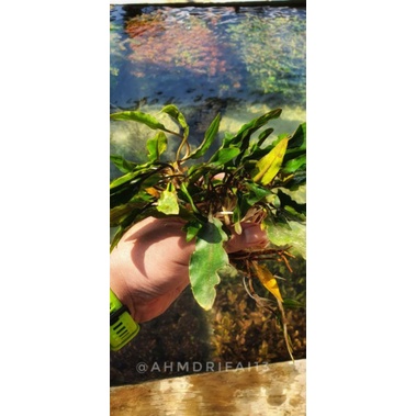 Cryptocoryne Wenditi Green Aquascape