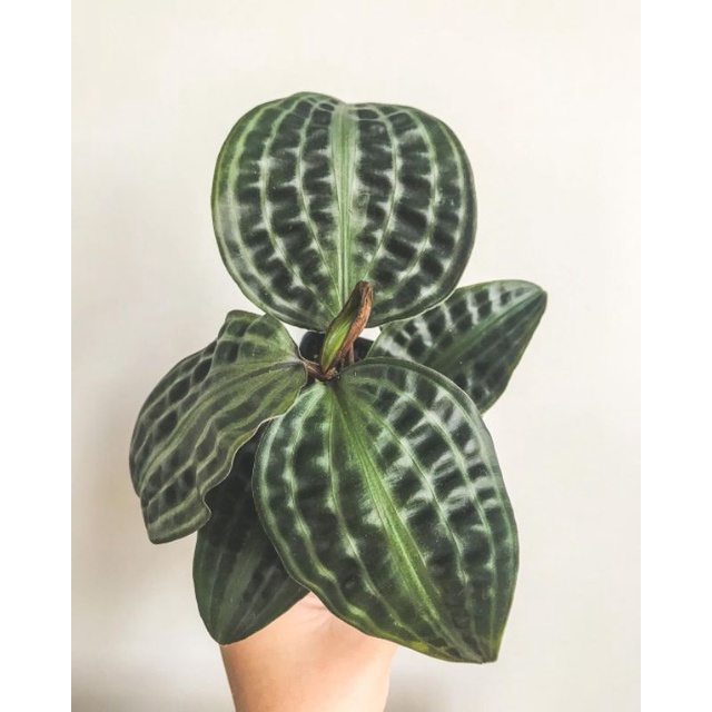 Tanaman bunga Geogenanthus poeppigii / Pacing kura