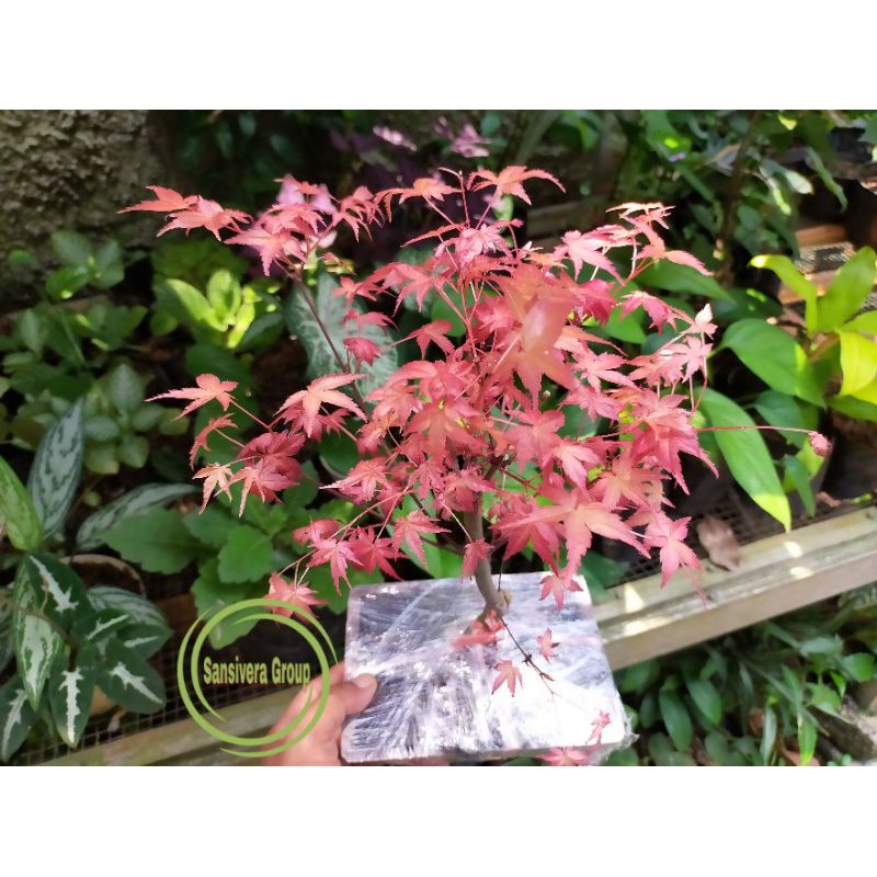 Tanaman Red Maple Japanese / Maple red japanese / maple japanese