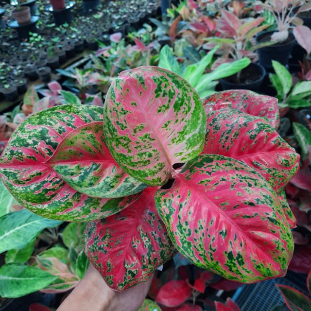 Aglaonema Wulandari