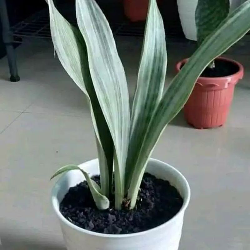 Tanaman lidah mertua silver Sanshivera silver