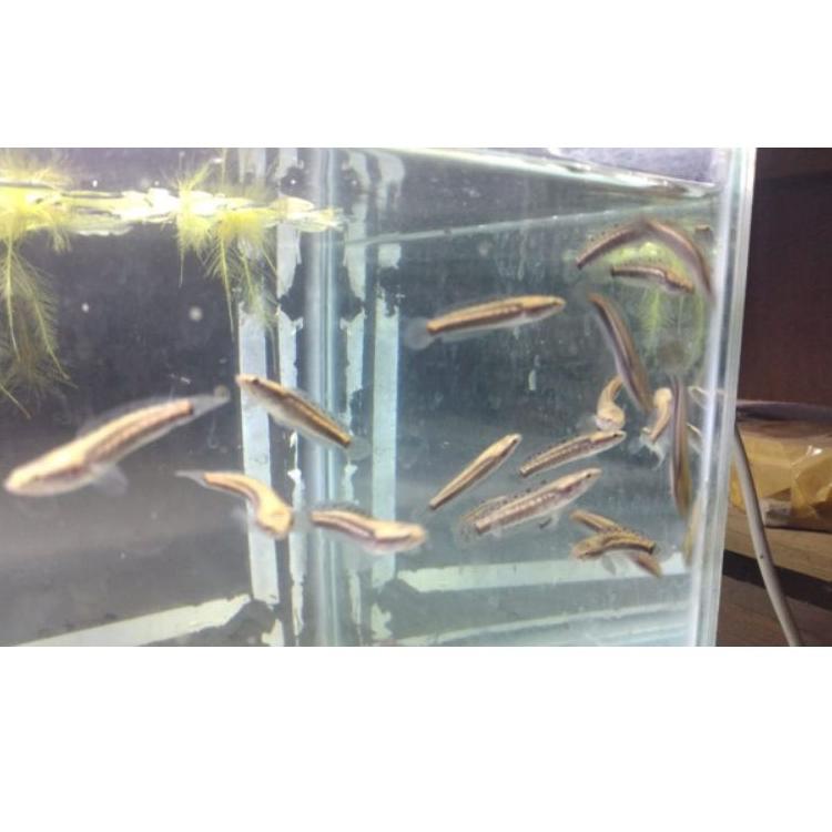 IWE Channa blue pulchra size 6-7cm grade A |free pelet premium blue ღ ➤