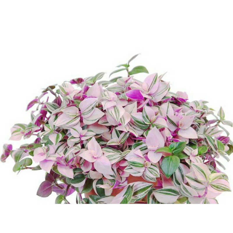 tradescantia fluminesis tricolor