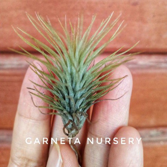 Tillandsia Funckiana paket 3 tanaman airplant