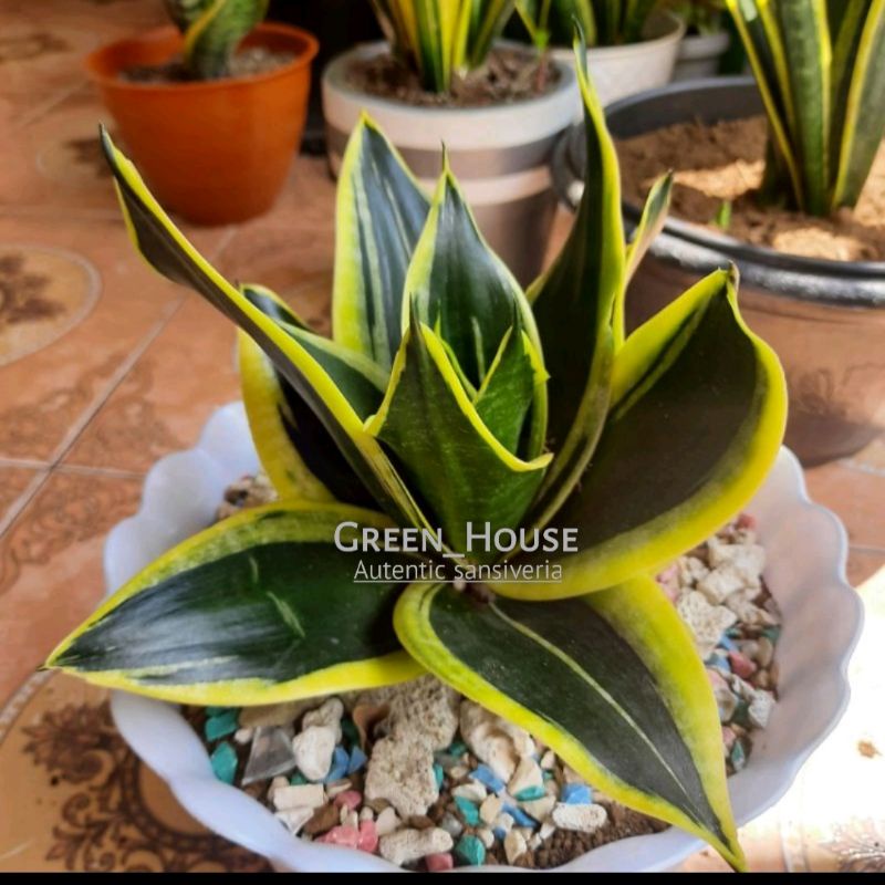 Indukan sansivera pagoda-sansivera pagoda termurah-sansivera pagoda