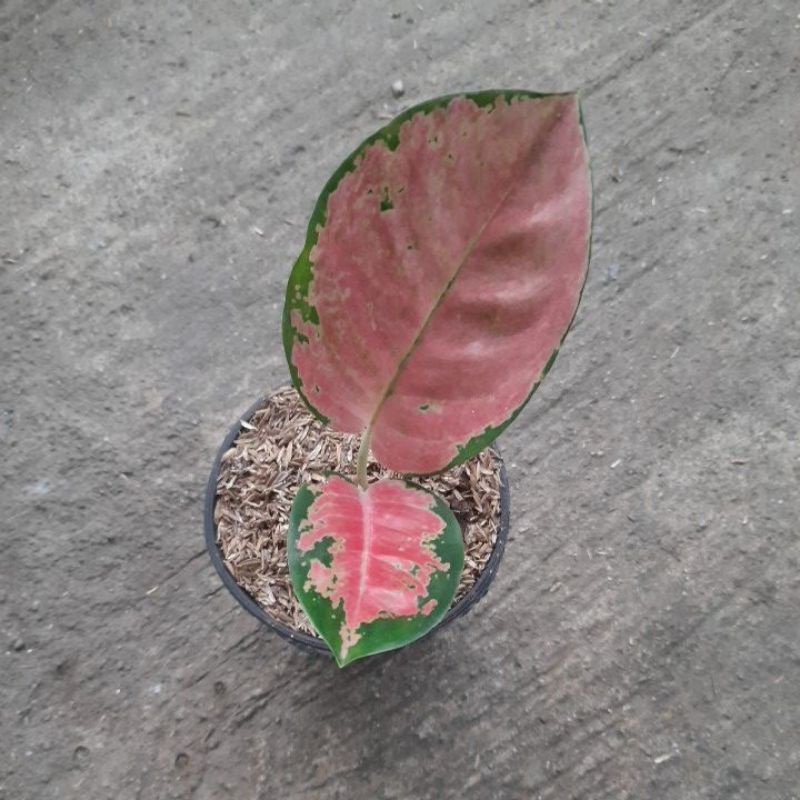 aglonema beby kocin ebony daun 2