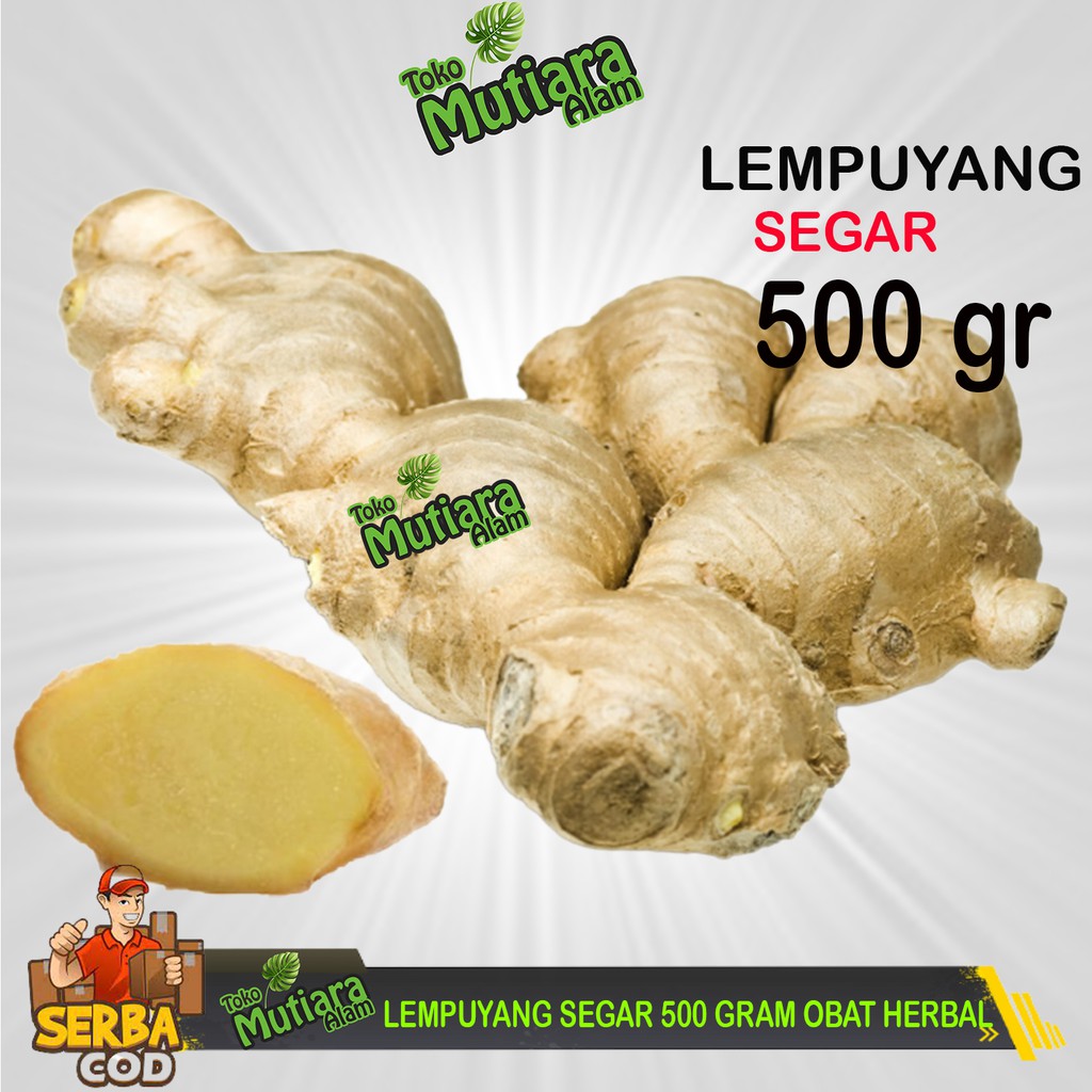 

LEMPUYANG SEGAR 500 GRAM OBAT HERBAL MUTIARA ALAM