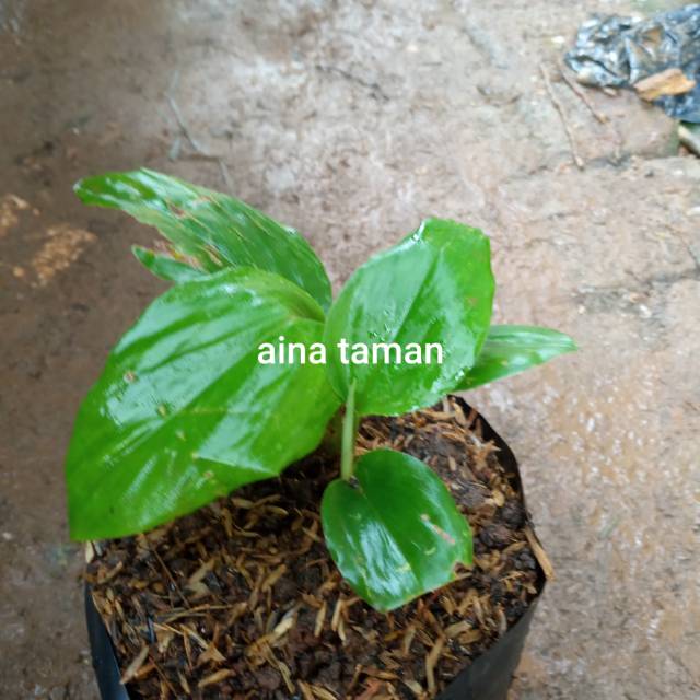  POHON KENCUR  bibit tanaman pohon kencur  herbal Shopee 