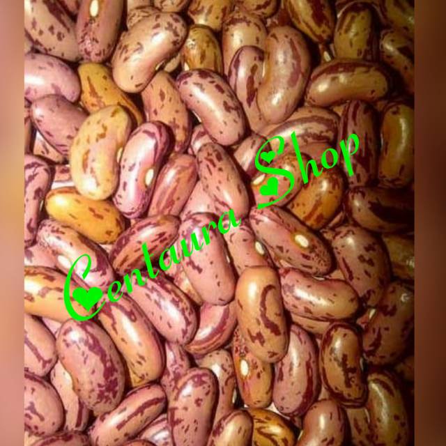 

Kacang Merah Lurik Kwalitas Super Unggul 250gr