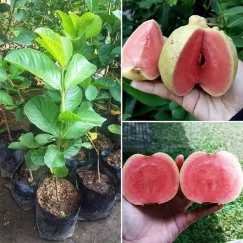 Bibit Jambu Kristal Merah